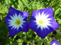 Svlačec trojbarevný (Convolvulus tricolor)