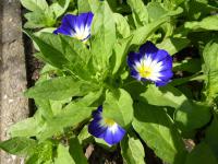 Convolvulus tricolor   pupenec trojfarebný rastlina