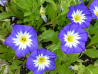 Svlačec trojbarevný (Convolvulus tricolor)