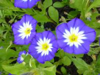 Svlačec trojbarevný (Convolvulus tricolor)