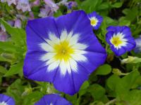 Svlačec trojbarevný (Convolvulus tricolor)