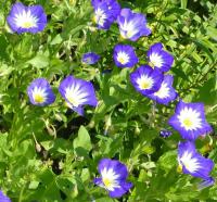 Svlačec trojbarevný (Convolvulus tricolor)