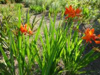 Montbrécie (Crocosmia masonorum)