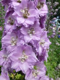 Stračka vyvýšená 'Dusky Maidens' (Delphinium elatum)