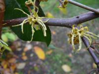 Hamamelis virginiana hamamel virgínsky kvety Hamamelis virginiana hamamel virgínsky kvety