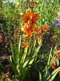 Montbrécie 'Emily McKenzie' (Crocosmia)