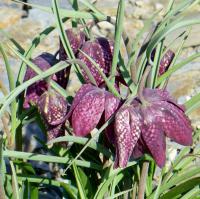 Fritillaria meleagris korunkovka strakatá kvety Fritillaria meleagris korunkovka strakatá kvety