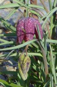 Fritillaria meleagris korunkovka strakatá kvety Fritillaria meleagris korunkovka strakatá kvety