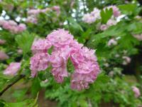 Hloh obecný 'Masekii' - větévka s květy (Crataegus laevigata)