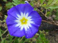 Svlačec trojbarevný 'Blue Flash' (Convolvulus tricolor)