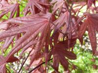 Acer palmatum   'Bloodgood'  javor dlaňolistý listy