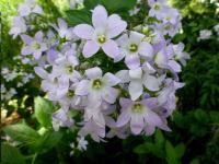 Zvonek mléčný 'Loddon Anna' (Campanula lactiflora)