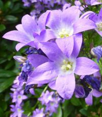 Zvonek mléčný 'Superba' (Campanula lactiflora)