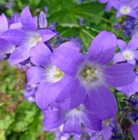 Zvonek mléčný 'Superba' (Campanula lactiflora)