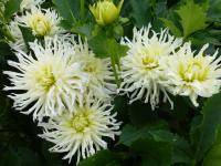 Dahlia    'Kokoska'  georgína kvety