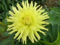 Dahlia  'Blanka'  georgína kvety