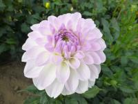 Jiřinka 'Eveline' (Dahlia)