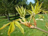 Jírovec pavie 'Humilis' - větévka s mladými listy a květy (Aesculus pavia)