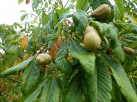 Jírovec pavie 'Humilis' (Aesculus pavia)