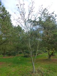 Jírovec pavie 'Splendens' - habitus s plody (Aesculus pavia)