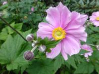 Sasanka japonská (Anemone hupehensis)