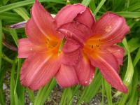 Denivka 'Tijuana' (Hemerocallis)