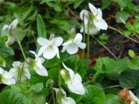 Violka vonná (Viola odorata)