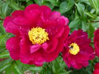 Paeonia lactiflora   'Lights Out'  pivonka kvety