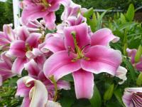 Lilie 'Bolbeno' - OT hybridy