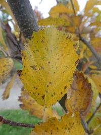 Jeřáb český - podzimní listy (Sorbus bohemica)
