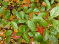 Skalník lesklý (Cotoneaster lucidus)