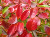 Skalník lesklý - podzimní list (Cotoneaster lucidus)