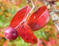 Skalník lesklý - větévka s plodem (Cotoneaster lucidus)