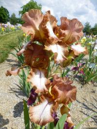 Iris barbata  'Wild Ginger'  kosatec záhradný kvety