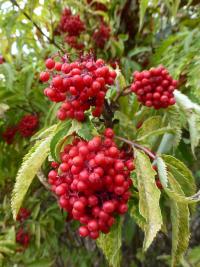 Bez hroznatý 'Plumosa Aurea' (Sambucus racemosa)