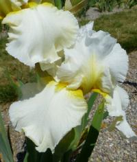 Kosatec 'Sun King' - Vysoké bradaté kosatce