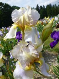 Iris barbata 'Lula Marguerite'  kosatec záhradný kvety