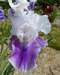 Kosatec 'Margarita' - Vysoké bradaté kosatce