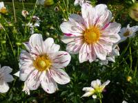 Jiřinka 'Marsmelow Sky' (Dahlia)