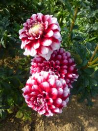 Jiřinka 'Checkers' (Dahlia)