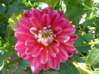 Dahlia    'Ance'  georgína kvety