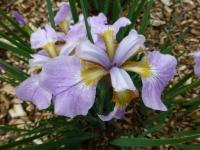 Iris sibirica   'Rikugi Sakura'  kosatec sibírsky kvety