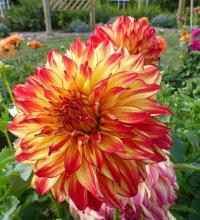 Jiřinka 'Lady Darlene'