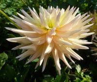 Dahlia         'Clearview Louise'  georgína kvety