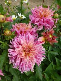 Jiřinka 'Jazz In' - Kaktusovité jiřinky (Dahlia)