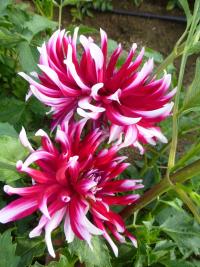 Dahlia 'Lydia Suchow' georgína rastlina Dahlia 'Lydia Suchow' georgína rastlina