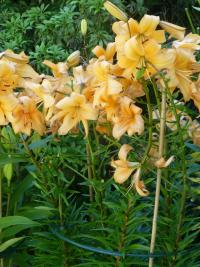 Lilium x hybridum        'Pearl Stacey'  ľalia rastlina