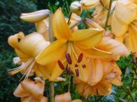 Lilium x hybridum         'Pearl Stacey'  ľalia rastlina