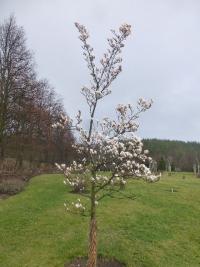 Šácholan Zenův (Magnolia zenii)