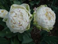 Tulipán 'Danceline' - Plné pozdní tulipány (Tulipa)